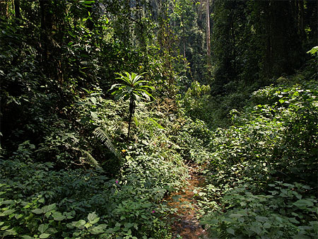 La flore ravissante dans la for�t de Nyungwe