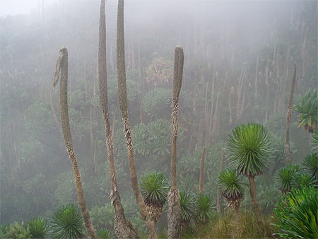 Flore sur le Karisimbi dans le brouillard