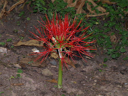 Fleur rare dans la for�t de Nuyngwe