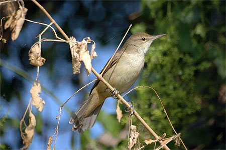 Rousserolle stentor ( Acrocephalus stentoreus)