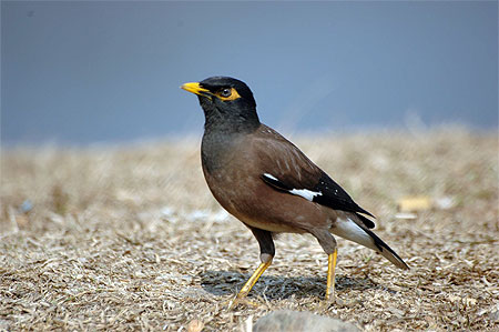 Martin triste (Acridotheres tristis)