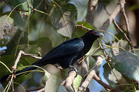Coucou ko�l ( Eudynamys scolopacea ) 