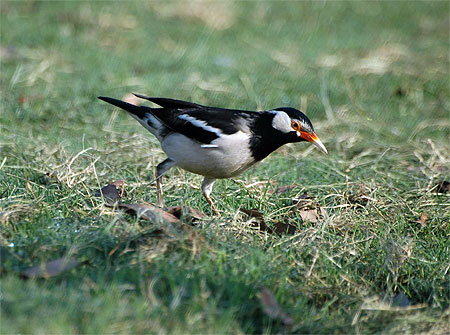 Etourneau pie ( Sturnus contra)