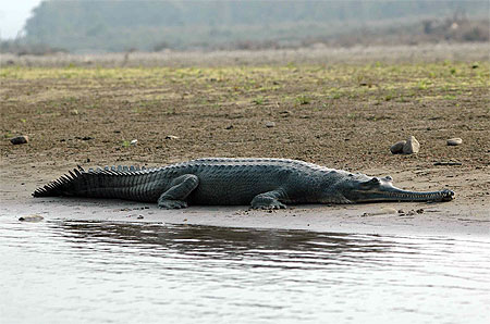 Ghadiyal � Rapti River � Chitawon