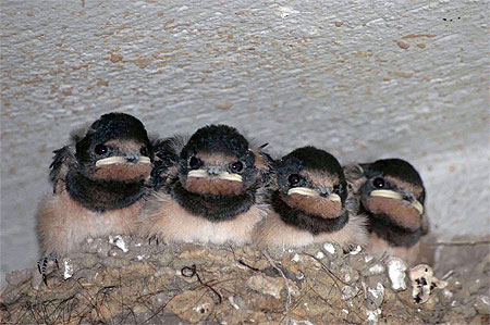 Hirondelle rustique (Hirundo rustica)