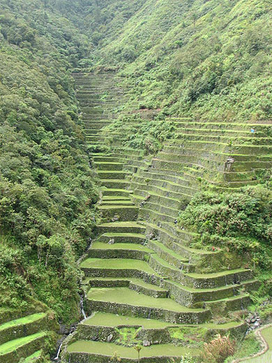 Rizi�res en terrasses de Batad (Banaue)