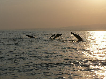 Dauphins � l'aube