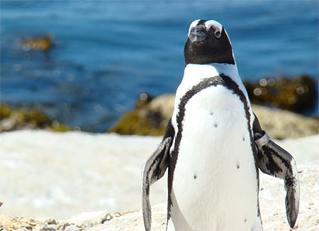 Des colonies de pingouins en v�ritables libert�