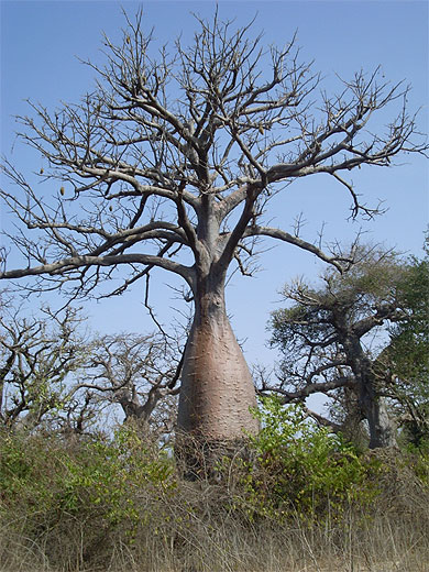 Baobab