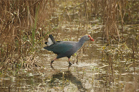 Tal�ve sultane ( Porphyrio porphyrio )