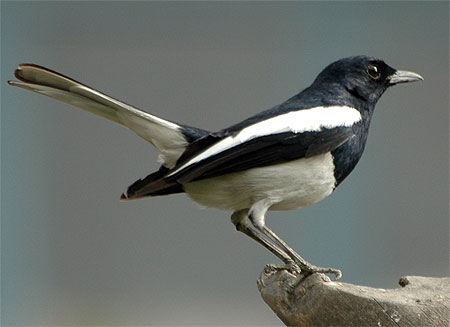 Shama dayal ( Copsychus saularis ) 