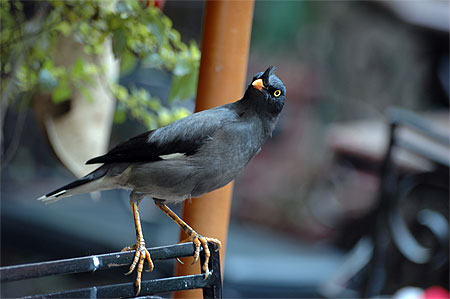 Martin forestier  (Acridotheres fuscus) 