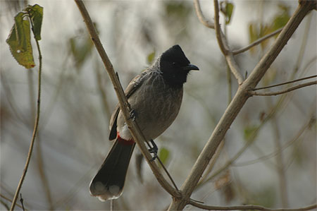 Bulbul � ventre rouge (Pycnonotus cafer)