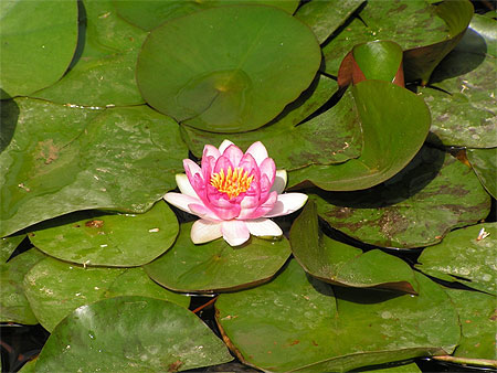 Flore