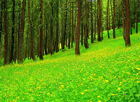 Dans le bois