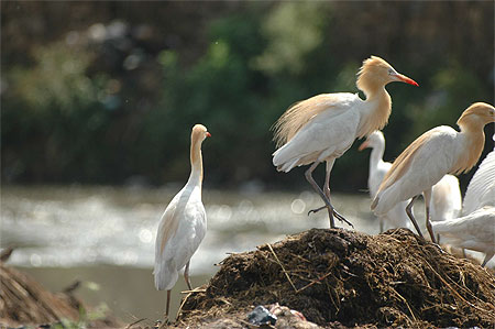 H�ron garde-boeufs (Bubulcus ibis)