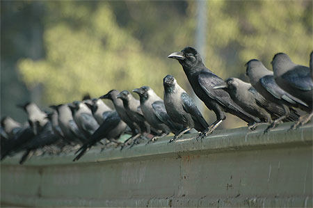 Corbeau � gros bec ( Corvus macrorhynchos) 
