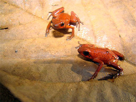 Dendrobates