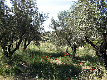 Oliviers et coquelicots