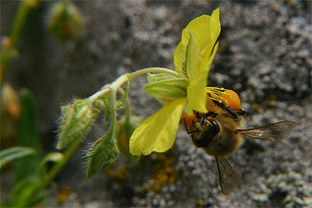 Abeille sur fleur