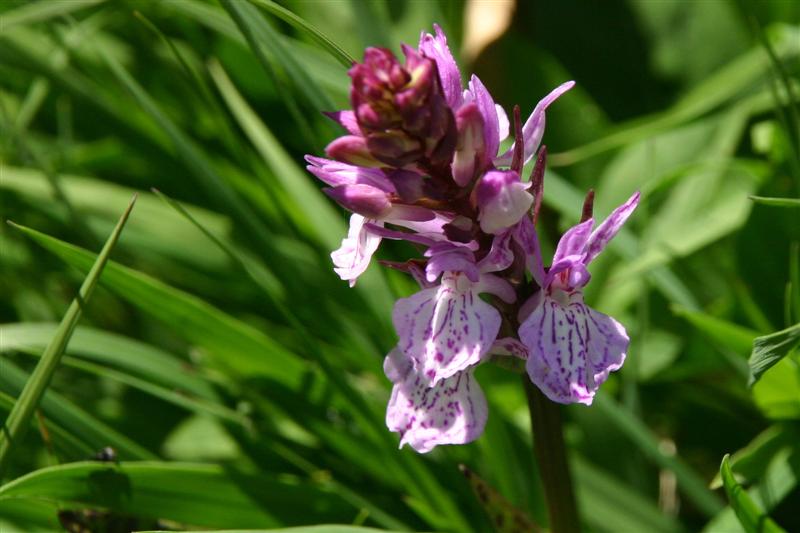Orchid�e