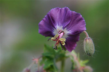 Fleur