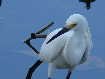 Aigrette neigeuse