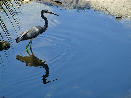 H�ron tricolore