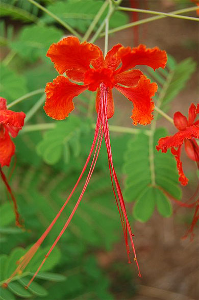 Jardim Botanico de S.Jorge 