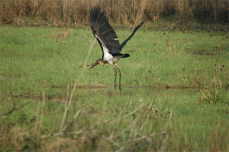 Marabout chevelu (Leptoptilos javanicus)