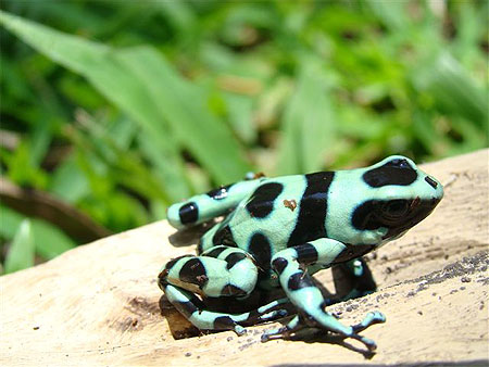 Dendrobate en tenue de camouflage