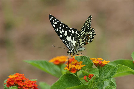 Papillon