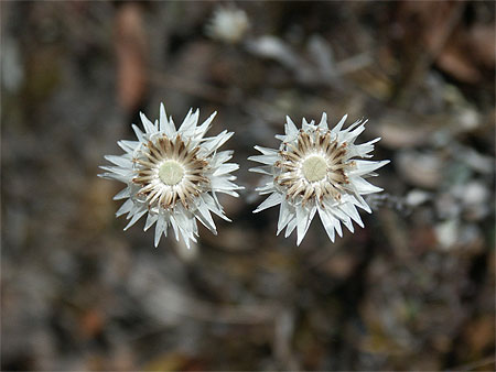 Fleur blanche de l'Everest alt 4500m