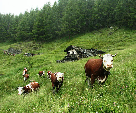 Transhumance avec pluie
