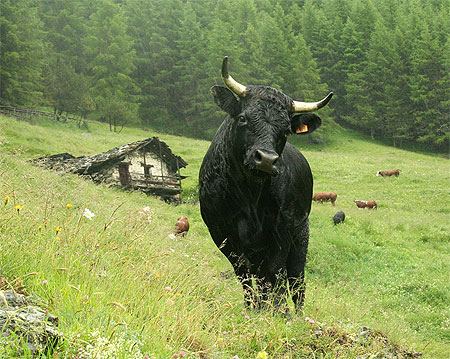 Cow in the rain