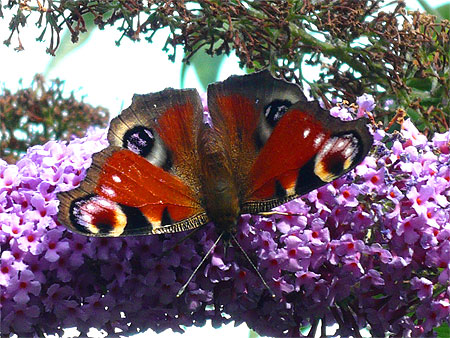 Papillon sur un budleia