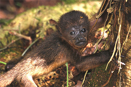 B�b� singe hurleur