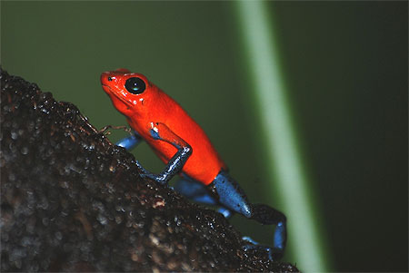 Grenouille peinte