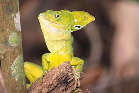 Le basilic de Cahuita
