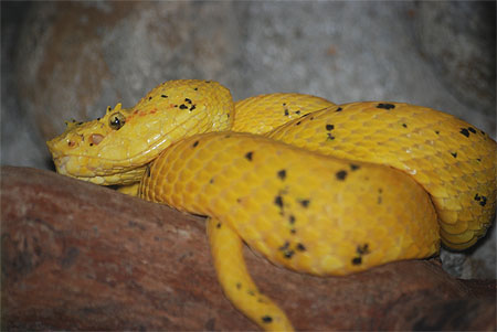 La mort en robe jaune