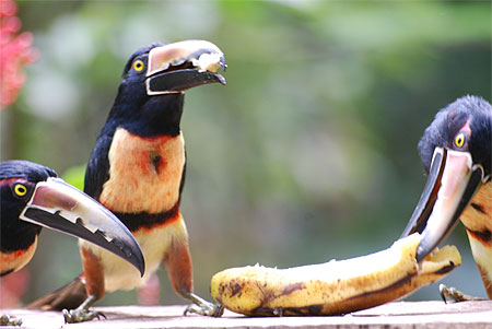 Aracaris