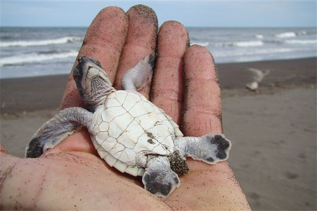 Le réchauffement climatique féminise les populations de tortues marines