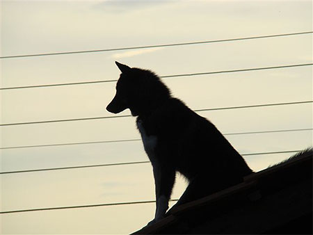 Sentinelle