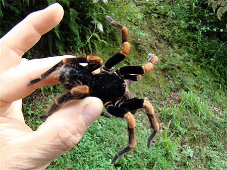 Brachyspelma