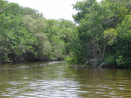 La mangrove dans le parc des Everglades