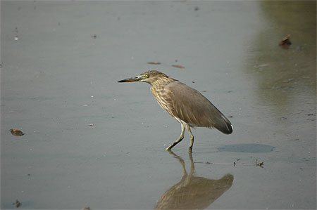 Crabier de Gray Ardeola grayii