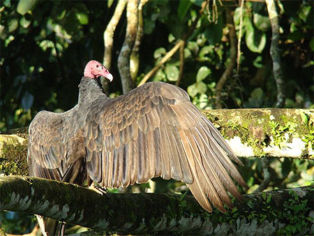 Vautour dinde