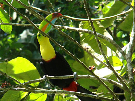 Toucan multicolore