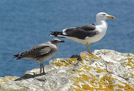 Petite mouette deviendra grande