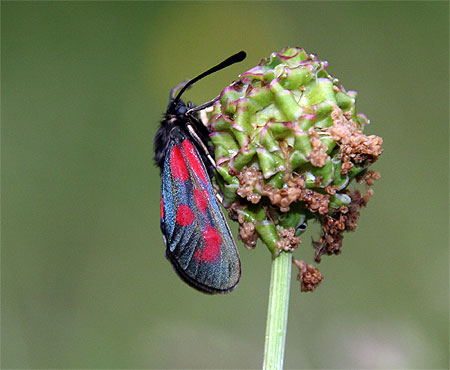 Zygaena filipendulae